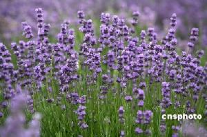 （圖）薰衣草天使