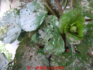 菱角螢葉甲危害症狀圖(圖2)