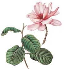 凹葉木蘭 凹葉木蘭