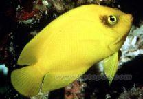 黃新娘神仙 黃新娘神仙