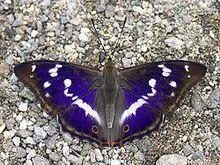紫色帝王蝶