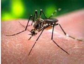 2017年登革熱疫情 2017年登革熱疫情