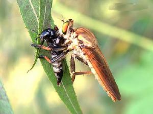 古田釘突食蟲虻 古田釘突食蟲虻