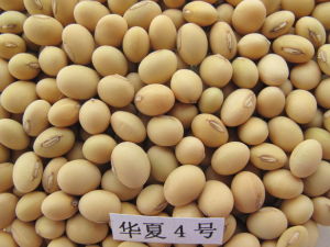 華夏4號 華夏4號