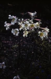 紫脊百合 紫脊百合