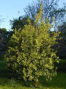 澳洲胡桃 澳洲胡桃