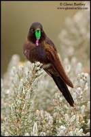 藍背尖嘴蜂鳥 藍背尖嘴蜂鳥