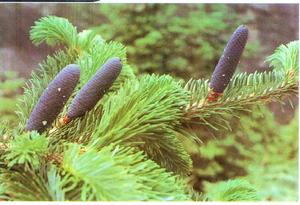 西藏冷杉 西藏冷杉