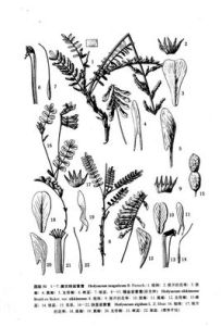 塊莖岩黃耆 塊莖岩黃耆