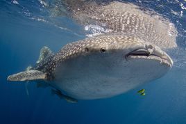 杜馬蓋地 杜馬蓋地