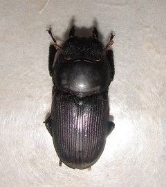 條背刀鍬甲 條背刀鍬甲