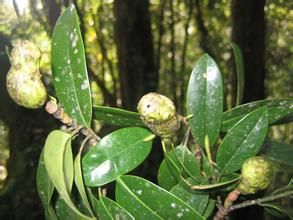 光葉擬單性木蘭 光葉擬單性木蘭
