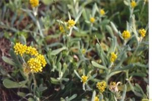 雲南花耳 雲南花耳