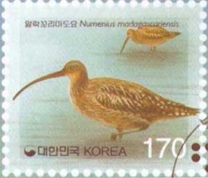 愛斯基摩杓鷸 愛斯基摩杓鷸