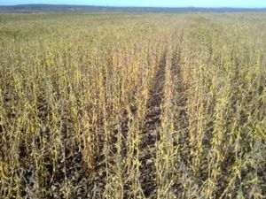 黑河31號 黑河31號