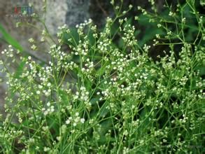 針果芹族 針果芹族