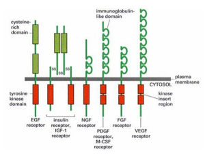 酶耦聯型受體