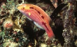 紅鸚鵡魚 紅鸚鵡魚