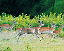 大田坡鹿自然保護區