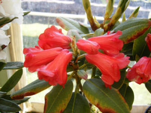 會東杜鵑 會東杜鵑