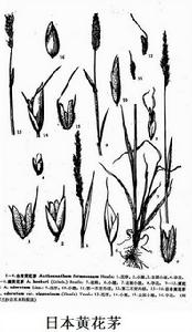 日本黃花茅 日本黃花茅