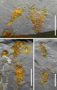 遼寧大連寒武紀始海百合化石。比例尺為1厘米(uux.cn)