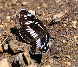 夜迷蛺蝶 夜迷蛺蝶