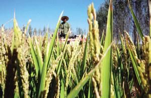 津稻5號 津稻5號