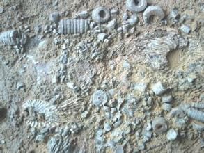 海相沉積錳礦床 海相沉積錳礦床