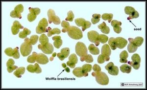 少根紫萍 少根紫萍