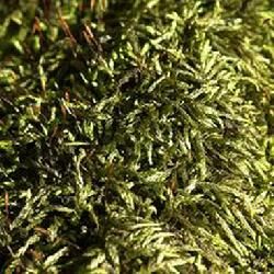 山地水灰蘚 山地水灰蘚