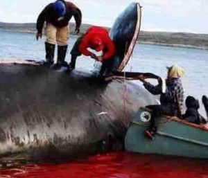 科研捕鯨