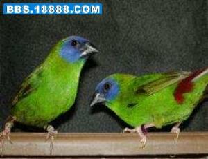 藍臉鸚雀 藍臉鸚雀