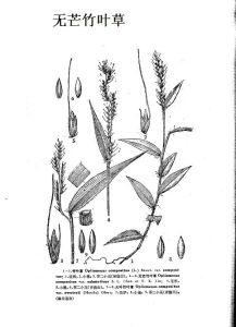 無芒竹葉草 無芒竹葉草