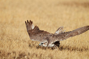印度獵隼 印度獵隼
