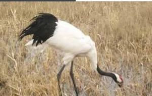 黑龍江扎龍國家級自然保護區