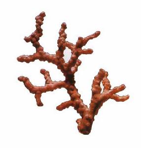 日本紅珊瑚