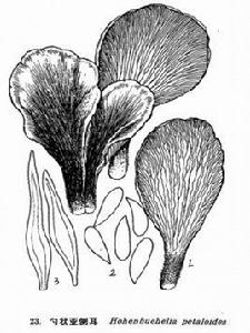 勺狀亞側耳 勺狀亞側耳