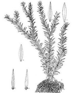 聶拉木馬尾杉 聶拉木馬尾杉