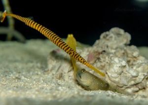 查氏矛吻海龍 查氏矛吻海龍