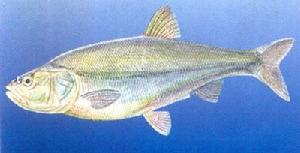 準噶爾雅羅 準噶爾雅羅