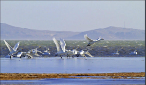達里諾爾國家級自然保護區