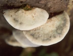 藍灰乾酪菌 藍灰乾酪菌