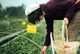 摘草莓 摘草莓