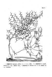折枝天門冬 折枝天門冬