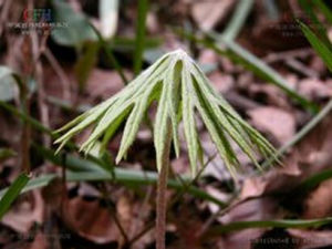 兔兒傘屬 兔兒傘屬