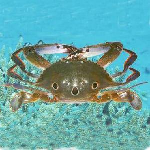 紅星梭子蟹 紅星梭子蟹