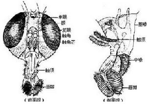 泌尿生殖道蠅蛆