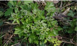 直刺變豆菜 直刺變豆菜