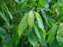 刺果血桐 刺果血桐